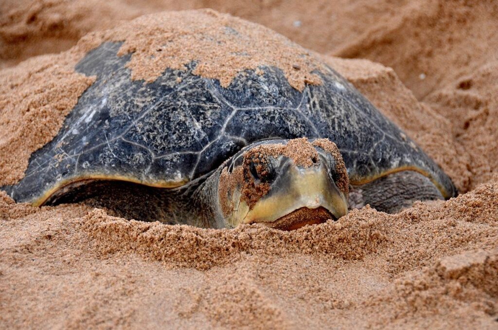 KURMA MELA: THE SCIENCE OF THE MASS NESTING OF OLIVE RIDLEY TURTLES